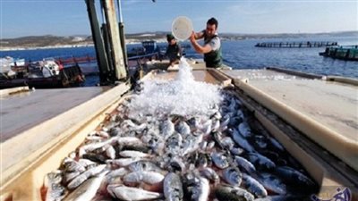 ضبط 884 قضية تعدٍّ على الثروة السمكية خلال أسبوع