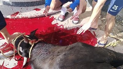 لاعبو الزمالك يذبحون عجلًا قبل مواجهة الجونة