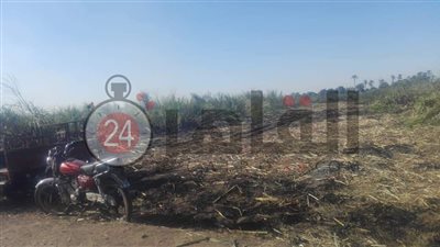 عادة كل موسم.. نشوب حريق بزراعات القصب في قنا (صور)