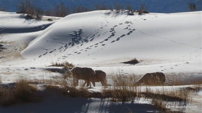 الصحراء الكبرى تتعرض لانفجار جليدي.. وخبراء: 