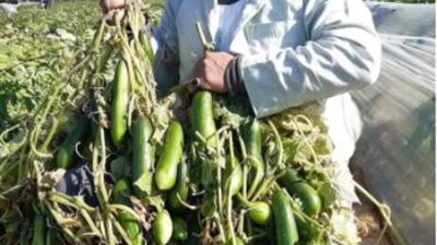 بعد أزمة البطاطس.. مزارعو الإسماعيلية يستغيثون من انخفاض أسعار الخضراوات وخسائرهم الفادحة