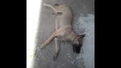 دعوى تطالب بإخصاء الكلاب لمنع تكاثرها بدلًا من تسميمها (مستند)