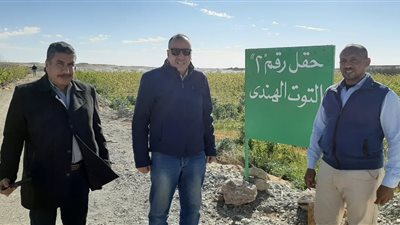 الزراعة والوادي الجديد تفعلان مبادرة زراعة التوت وإنتاج الحرير الطبيعي (صور)