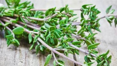 تعرف على أهم فوائد عشبة الزعتر واستخدامها