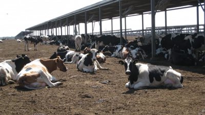 متحدث الزراعة: حققنا الاكتفاء الذاتي من الإنتاج الحيواني بنسبة 56% في 2020