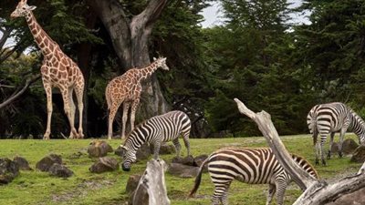 في ذكرى افتتاحها.. من 