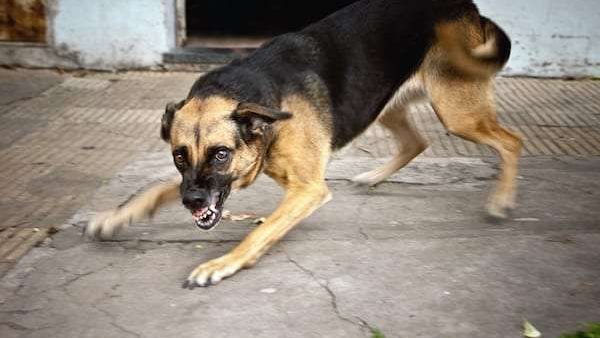 كلب شرس _ صورة أرشيفية