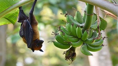 أستاذ فيروسات بجامعة شانتو الصينية: 