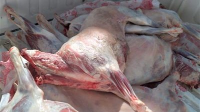 ضبط 5 ماعز ضأن داخل مطعم مذبوحة خارج المجازر الحكومية بالفيوم (صور)