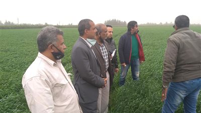 الزراعة: زيادة المساحة المزروعة بالقمح بالإسماعيلية إلى 43950 فدانًا (صور)