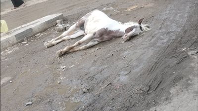 حياتنا في خطر.. أهالى منشية ناصر يستغيثون من أسلاك الكهرباء العارية