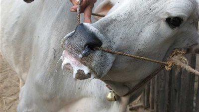 بيطري الفيوم يُعلن موعد بدء الحملة القومية لتحصين الحيوانات ضد الحُمى القُلاعية والوادي المتصدع