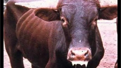 انطلاق حملة التحصين ضد الحمى القلاعية في الإسماعيلية غدًا