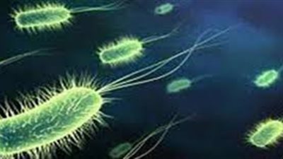 البكتيريا الموجودة في أمعاء الإنسان البدائي تساعد في الحفاظ على صحة البشر (دراسة)