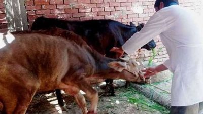 القليوبية.. انطلاق تطعيم الماشية ضد 