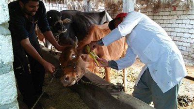 بيطرى دمياط تعلن تحصين 1831 رأس ماشية ضد الحمى القلاعية