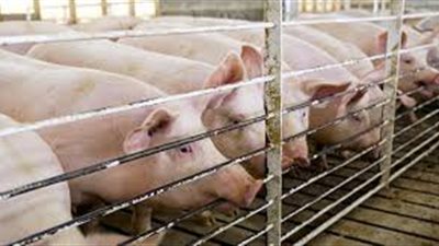 الصين تعدم 3000 خنزير بسبب تفشي حمى الخنازير الأفريقية