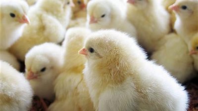 السيطرة على حريق هائل في مزرعة للدواجن بالإسماعيلية ونفوق 10 آلاف كتكوت 