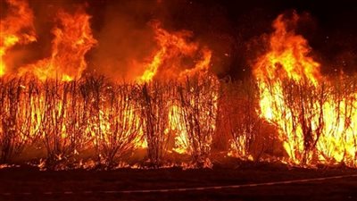 نشوب حريق بزراعات القصب في الوقف بقنا