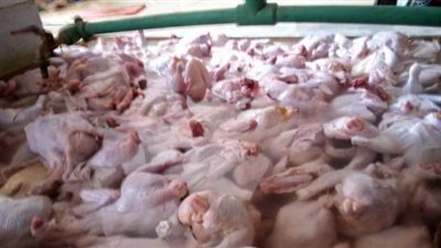 ضبط 2 طن دواجن مذبوحة مجهولة المصدر بكفر الشيخ 