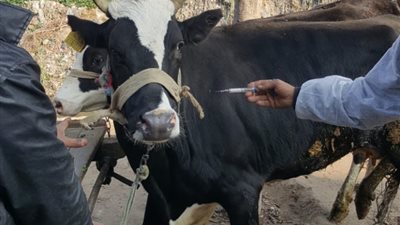 تحصين 29 ألف رأس ماشية بالإسكندرية للوقاية من الحمي القلاعية والوادي المتصدع (صور)