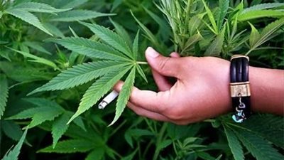 زرعا أرض والدهما بالمُخدرات.. القبض على شقيقين بحوزتهما 74 شجرة 