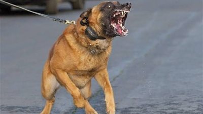 كلب ينهش رأس طفل بالجيزة.. وشاهد عيان: يرقد بين الحياة والموت (صور)