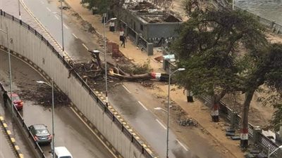 بسبب الطقس السيئ.. اقتلاع شجرة بكورنيش النيل بالقرب من ديوان محافظة القليوبية 