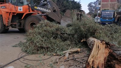 بسبب الطقس السيئ.. سقوط شجرة وقطع أسلاك الكهرباء بطوخ (صور)