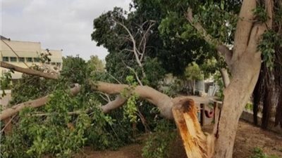 بسبب الطقس السيئ.. إصابة سائق سقطت شجرة على سيارته بقنا