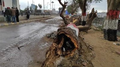 عودة الحركة المرورية بكورنيش النيل بالقليوبية بعد غلقه بسب سقوط شجرة 