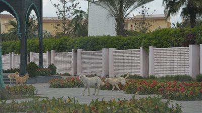 الكلاب الضالة تهاجم المناطق السياحية ببورسعيد وسط قلق الأهالي (صور) 