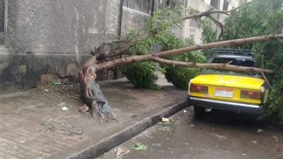 بسبب الطقس السيئ.. سقوط شجرة وأعمدة إنارة ولوحات إعلانية بشوارع الإسكندرية (صور)