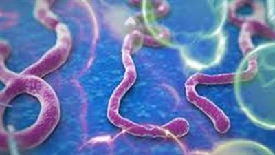 منظمة الصحة العالمية تحذر من انتقال مرض إيبولا في غينيا إلى الدول المجاورة