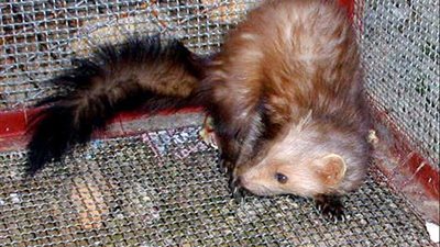 الصحة العالمية تُحقّق في نوعين من الحيوانات بحثًا عن مصدر 