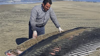 الانتهاء من الدفن الصحي لأنثى الحوت بمزرعة غليون السمكية بكفر الشيخ 