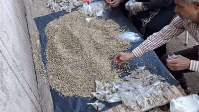 حملة لمكافحة القوارض بالقليوبية تزامنًا مع جني القمح