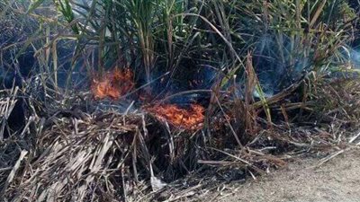 الثاني خلال 24 ساعة.. السيطرة على حريق نشب في 9 قراريط قصب بالأقصر