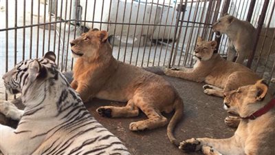 البيئة: ضبط 22 حيوانًا بريًا بمزرعة خاصة بطريق ترعة المنصورية