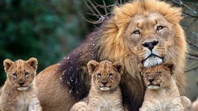 أسود وطواويس وتماسيح.. تفاصيل مداهمة حديقة حيوانات خاصة بالجيزة