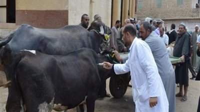 تحصين 83 ألف رأس ماشية من الحمى القلاعية في الإسكندرية