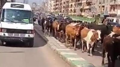 عبرت من أمام المحكمة ومديرية الأمن.. كواليس توقف المرور  بسبب قطيع مواشٍ بالشرقية (صور)