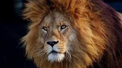 إصابة أسدين وغوريلا بفيروس كورونا المستجد في التشيك