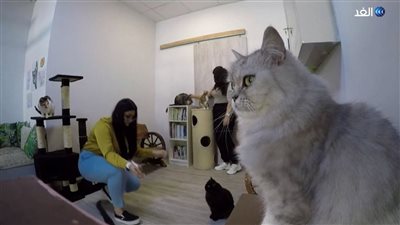 عودة أول مقهى للقطط في الشرق الأوسط إلى العمل مع التشديد على التعقيم (فيديو)