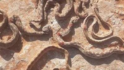 يستخدم في الشرب و الزراعة.. خروج أفاعٍ وثعابين من بئر أثناء تنظيفه بمطروح (صور وفيديو)