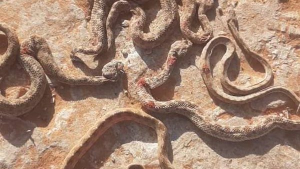 خروج الثعابين أثناء