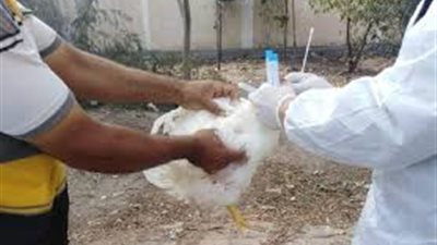 تحصين 35 ألف طائر من الأمراض الوبائية بكفر الشيخ