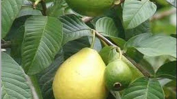 ورق الجوافة