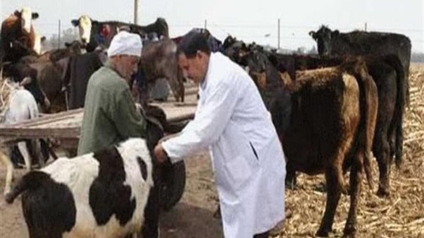 الحمى القلاعية