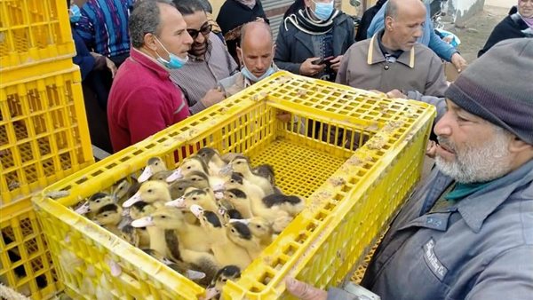 جانب من التوزيع